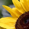 sunflower-5266745_1280